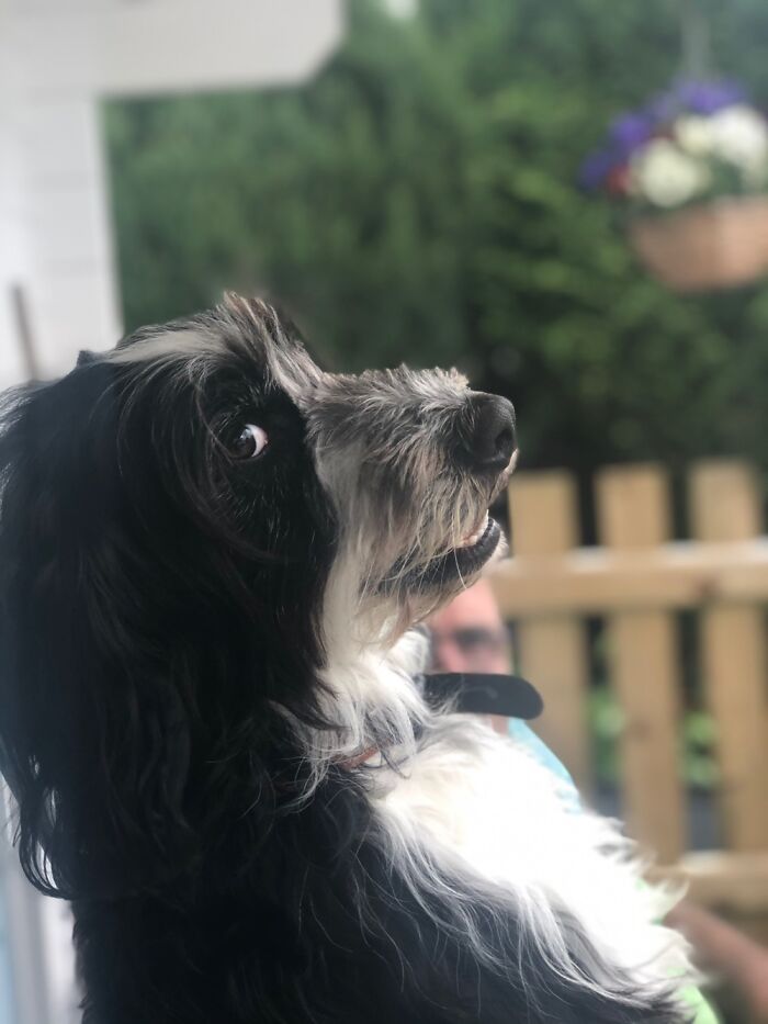 Hey Pandas, What Would Your Pet’s Profile Picture Be If They Could Have One? (Closed) Hey Pandas, What Would Your Pet’s Profile Picture Be If They Could Have One? (Closed)