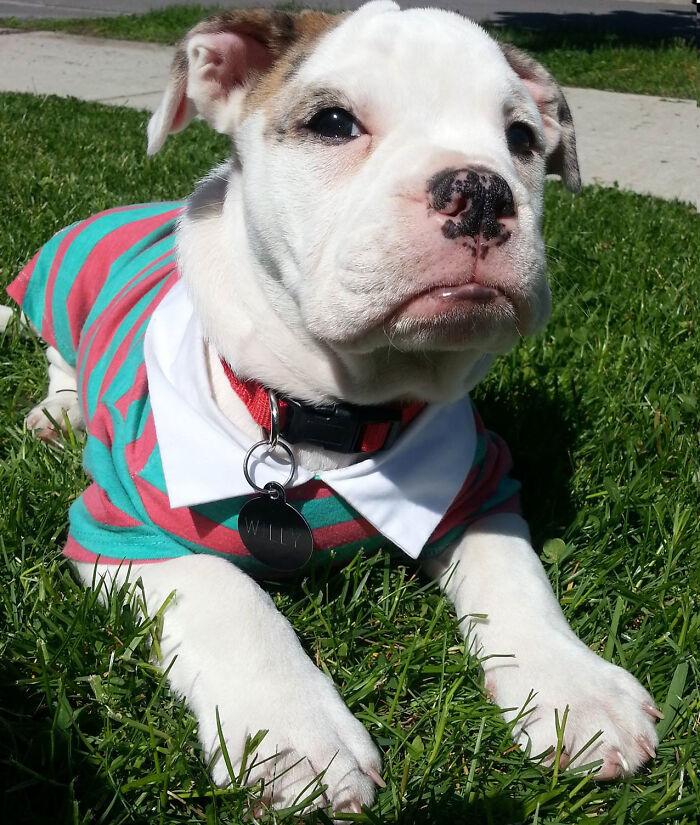 Hey Pandas, What Would Your Pet’s Profile Picture Be If They Could Have One? (Closed) Hey Pandas, What Would Your Pet’s Profile Picture Be If They Could Have One? (Closed)