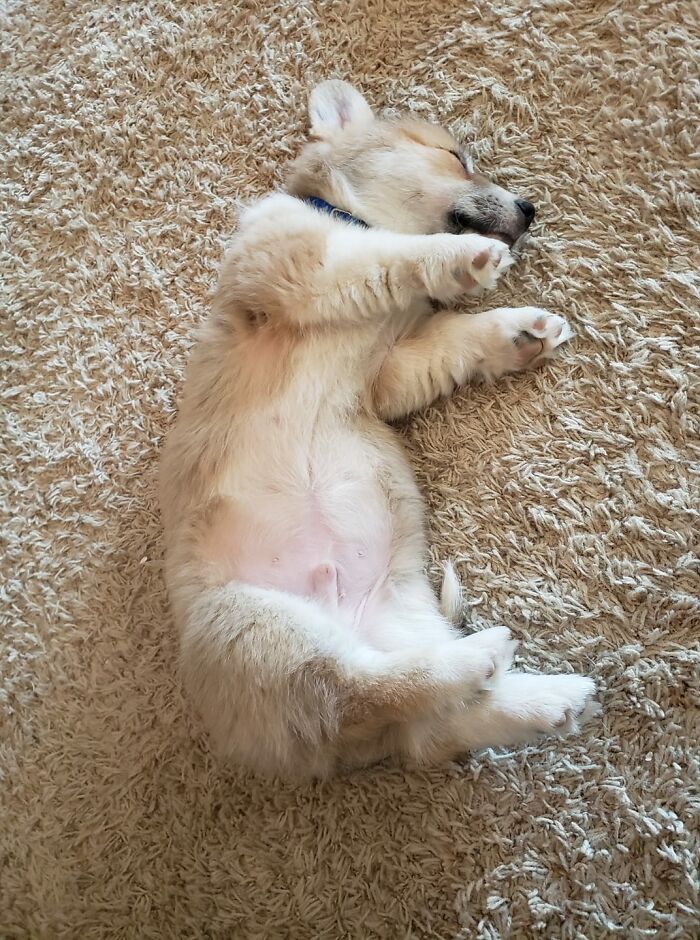 Hey Pandas, What Would Your Pet’s Profile Picture Be If They Could Have One? (Closed) Hey Pandas, What Would Your Pet’s Profile Picture Be If They Could Have One? (Closed)