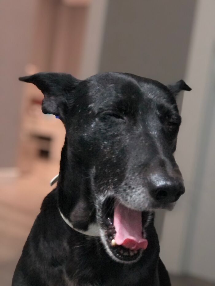 Hey Pandas, What Would Your Pet’s Profile Picture Be If They Could Have One? (Closed) Hey Pandas, What Would Your Pet’s Profile Picture Be If They Could Have One? (Closed)