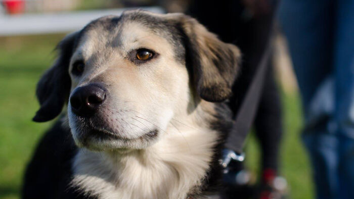 Hey Pandas, What Would Your Pet’s Profile Picture Be If They Could Have One? (Closed) Hey Pandas, What Would Your Pet’s Profile Picture Be If They Could Have One? (Closed)