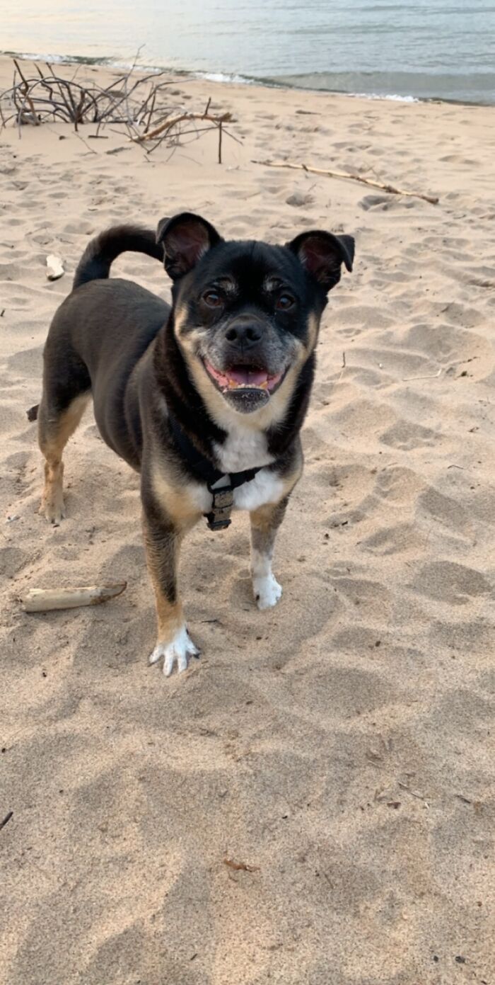 Hey Pandas, What Would Your Pet’s Profile Picture Be If They Could Have One? (Closed) Hey Pandas, What Would Your Pet’s Profile Picture Be If They Could Have One? (Closed)