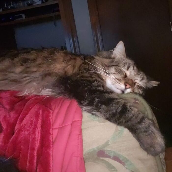 Hey Pandas, What Would Your Pet’s Profile Picture Be If They Could Have One? (Closed) Hey Pandas, What Would Your Pet’s Profile Picture Be If They Could Have One? (Closed)