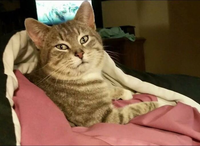 Hey Pandas, What Would Your Pet’s Profile Picture Be If They Could Have One? (Closed) Hey Pandas, What Would Your Pet’s Profile Picture Be If They Could Have One? (Closed)