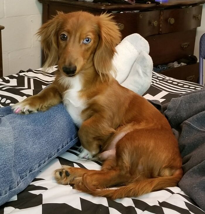 Hey Pandas, What Would Your Pet’s Profile Picture Be If They Could Have One? (Closed) Hey Pandas, What Would Your Pet’s Profile Picture Be If They Could Have One? (Closed)