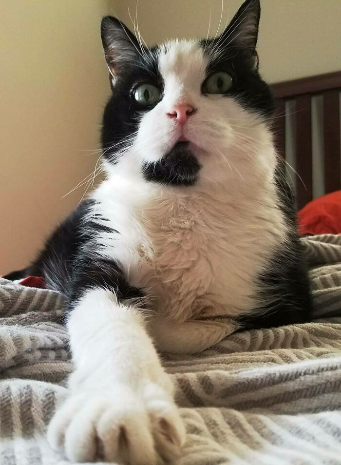 Hey Pandas, What Would Your Pet’s Profile Picture Be If They Could Have One? (Closed) Hey Pandas, What Would Your Pet’s Profile Picture Be If They Could Have One? (Closed)