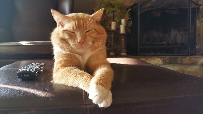 Hey Pandas, What Would Your Pet’s Profile Picture Be If They Could Have One? (Closed) Hey Pandas, What Would Your Pet’s Profile Picture Be If They Could Have One? (Closed)