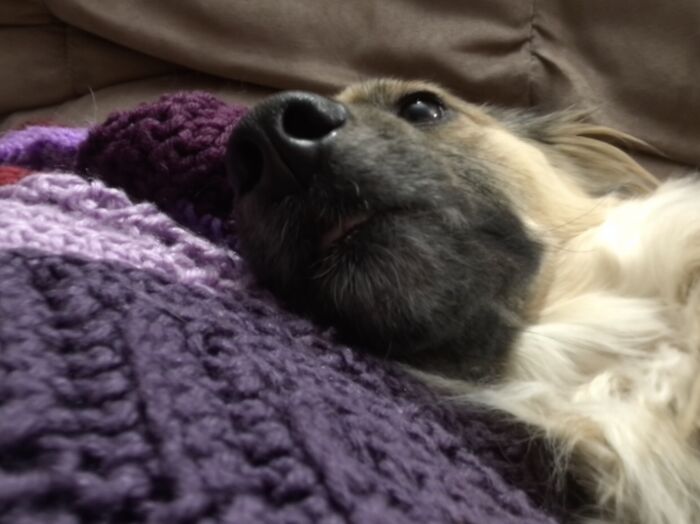 Hey Pandas, What Would Your Pet’s Profile Picture Be If They Could Have One? (Closed) Hey Pandas, What Would Your Pet’s Profile Picture Be If They Could Have One? (Closed)