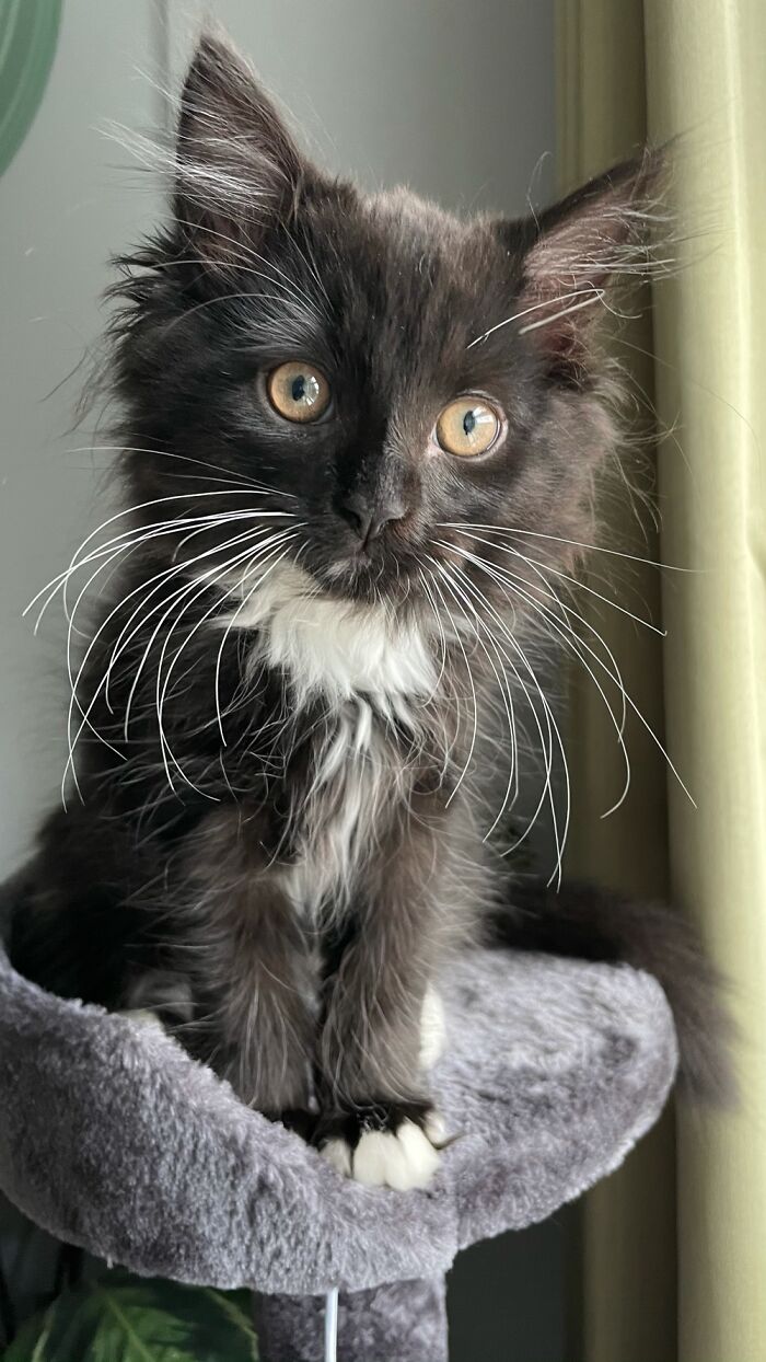 Hey Pandas, What Would Your Pet’s Profile Picture Be If They Could Have One? (Closed) Hey Pandas, What Would Your Pet’s Profile Picture Be If They Could Have One? (Closed)