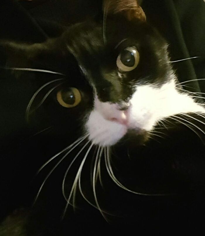 Hey Pandas, What Would Your Pet’s Profile Picture Be If They Could Have One? (Closed) Hey Pandas, What Would Your Pet’s Profile Picture Be If They Could Have One? (Closed)