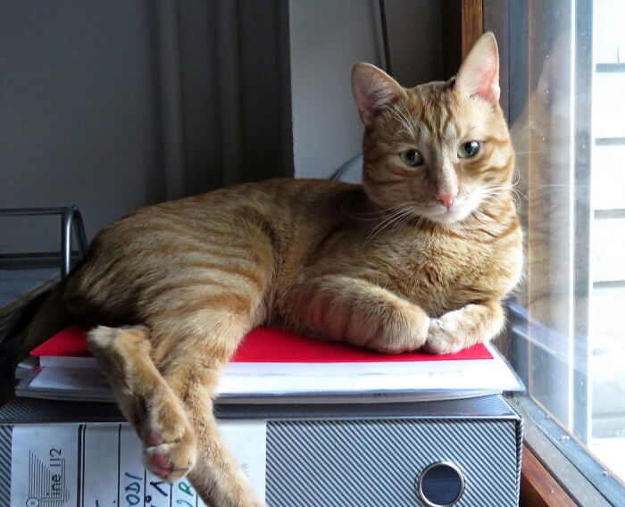 Hey Pandas, What Would Your Pet’s Profile Picture Be If They Could Have One? (Closed) Hey Pandas, What Would Your Pet’s Profile Picture Be If They Could Have One? (Closed)