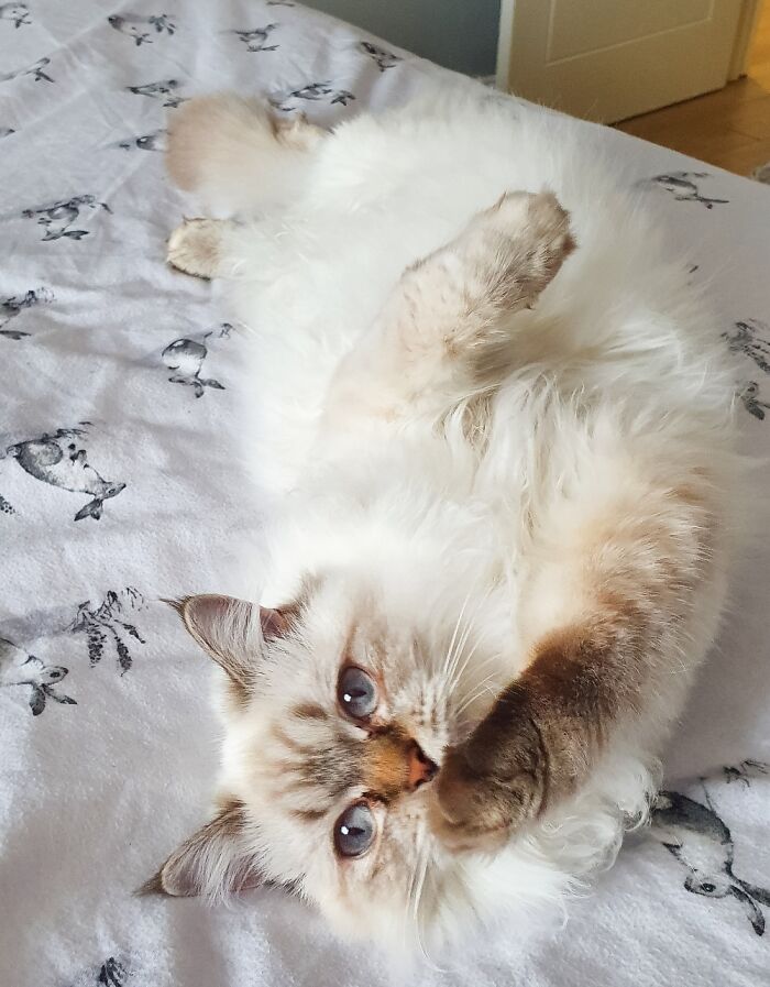 Hey Pandas, What Would Your Pet’s Profile Picture Be If They Could Have One? (Closed) Hey Pandas, What Would Your Pet’s Profile Picture Be If They Could Have One? (Closed)