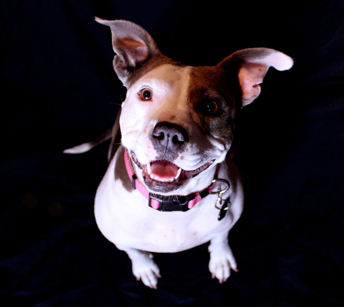 Hey Pandas, What Would Your Pet’s Profile Picture Be If They Could Have One? (Closed) Hey Pandas, What Would Your Pet’s Profile Picture Be If They Could Have One? (Closed)