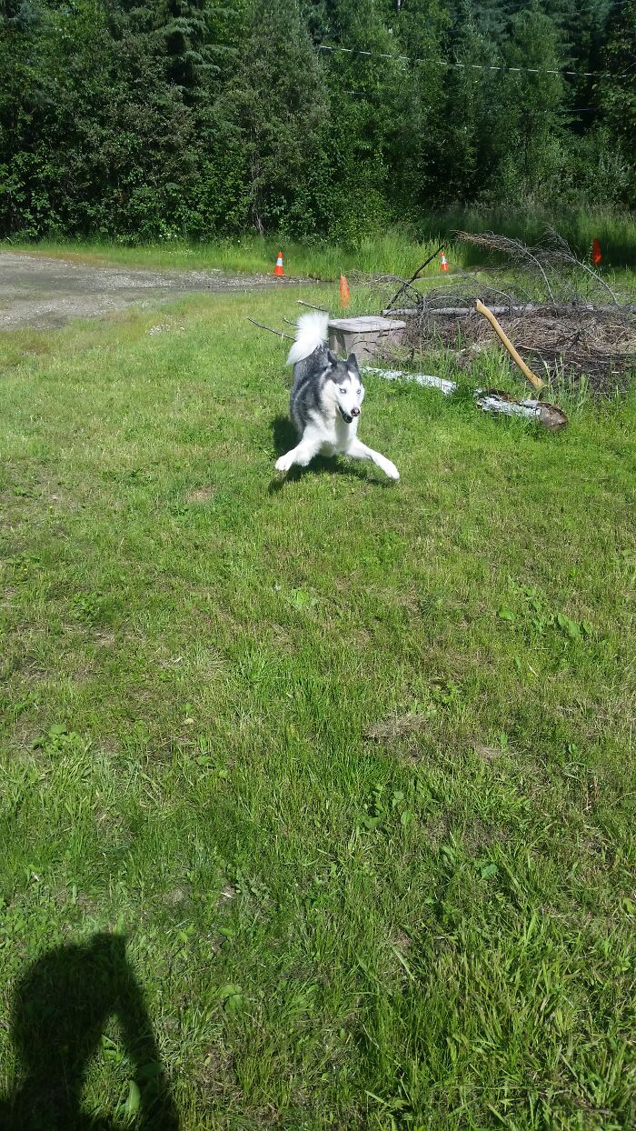 Hey Pandas, What Would Your Pet’s Profile Picture Be If They Could Have One? (Closed) Hey Pandas, What Would Your Pet’s Profile Picture Be If They Could Have One? (Closed)