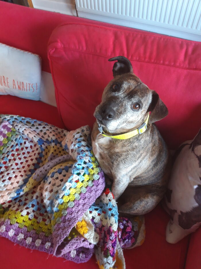 Hey Pandas, What Would Your Pet’s Profile Picture Be If They Could Have One? (Closed) Hey Pandas, What Would Your Pet’s Profile Picture Be If They Could Have One? (Closed)