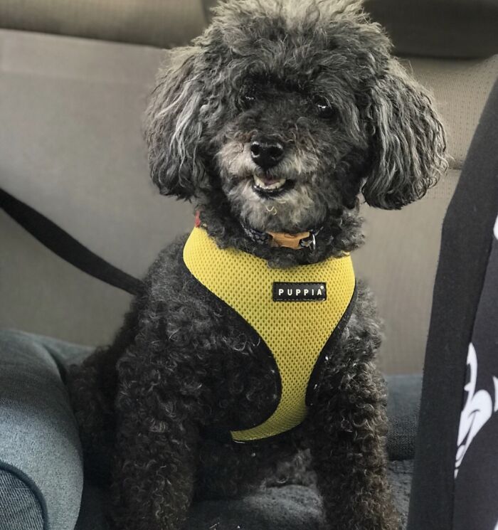 Hey Pandas, What Would Your Pet’s Profile Picture Be If They Could Have One? (Closed) Hey Pandas, What Would Your Pet’s Profile Picture Be If They Could Have One? (Closed)