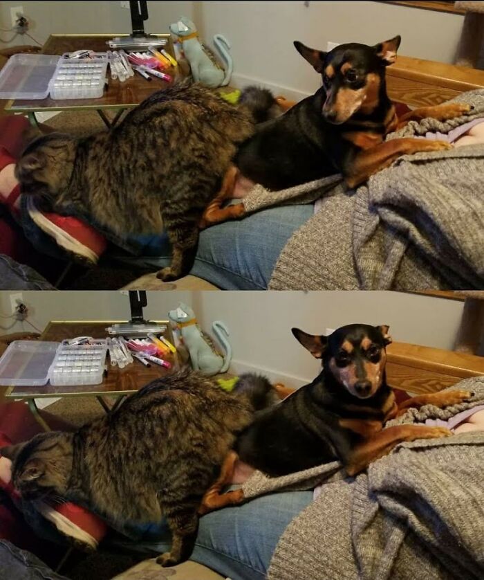 Hey Pandas, What Would Your Pet’s Profile Picture Be If They Could Have One? (Closed) Hey Pandas, What Would Your Pet’s Profile Picture Be If They Could Have One? (Closed)