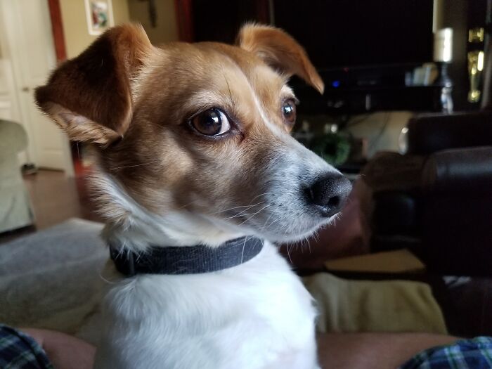 Hey Pandas, What Would Your Pet’s Profile Picture Be If They Could Have One? (Closed) Hey Pandas, What Would Your Pet’s Profile Picture Be If They Could Have One? (Closed)