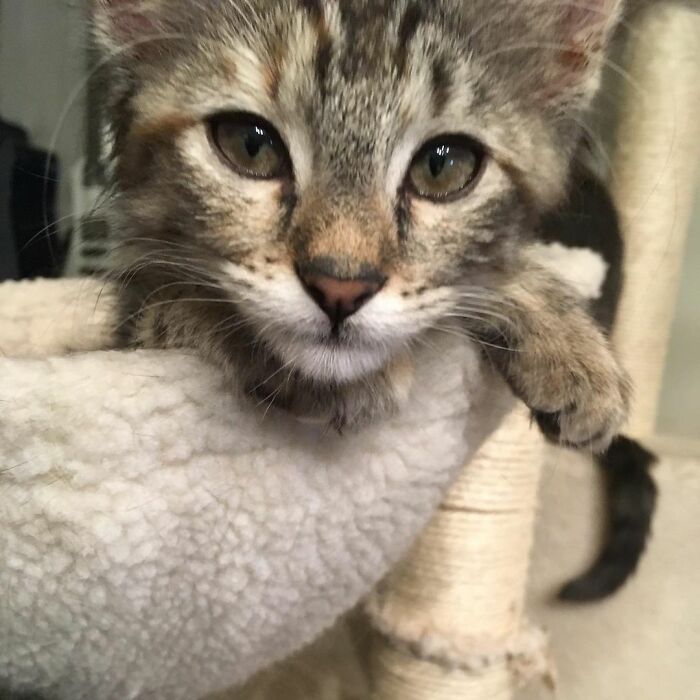 Hey Pandas, What Would Your Pet’s Profile Picture Be If They Could Have One? (Closed) Hey Pandas, What Would Your Pet’s Profile Picture Be If They Could Have One? (Closed)