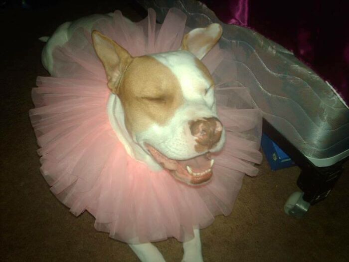 Hey Pandas, What Would Your Pet’s Profile Picture Be If They Could Have One? (Closed) Hey Pandas, What Would Your Pet’s Profile Picture Be If They Could Have One? (Closed)