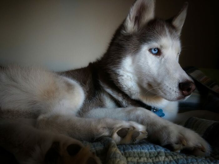 Hey Pandas, What Would Your Pet’s Profile Picture Be If They Could Have One? (Closed) Hey Pandas, What Would Your Pet’s Profile Picture Be If They Could Have One? (Closed)