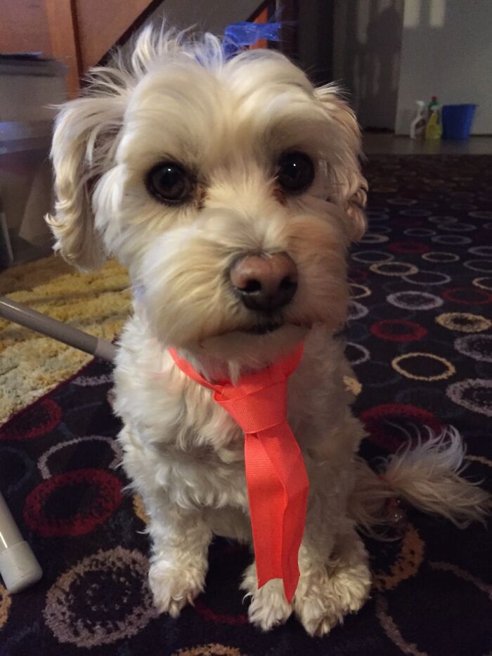 Hey Pandas, What Would Your Pet’s Profile Picture Be If They Could Have One? (Closed) Hey Pandas, What Would Your Pet’s Profile Picture Be If They Could Have One? (Closed)