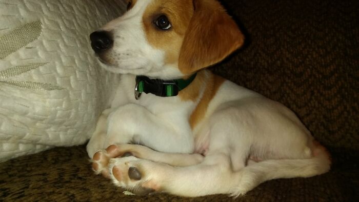 Hey Pandas, What Would Your Pet’s Profile Picture Be If They Could Have One? (Closed) Hey Pandas, What Would Your Pet’s Profile Picture Be If They Could Have One? (Closed)