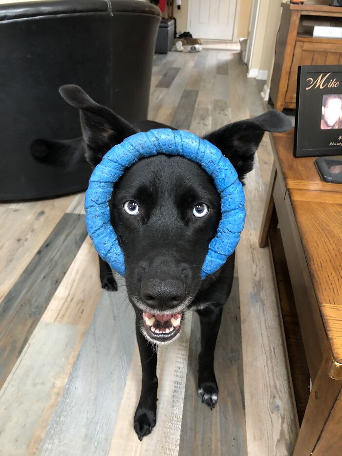 Hey Pandas, What Would Your Pet’s Profile Picture Be If They Could Have One? (Closed) Hey Pandas, What Would Your Pet’s Profile Picture Be If They Could Have One? (Closed)