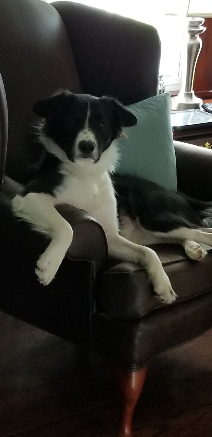 Hey Pandas, What Would Your Pet’s Profile Picture Be If They Could Have One? (Closed) Hey Pandas, What Would Your Pet’s Profile Picture Be If They Could Have One? (Closed)