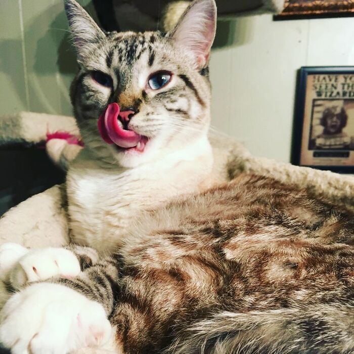 Hey Pandas, What Would Your Pet’s Profile Picture Be If They Could Have One? (Closed) Hey Pandas, What Would Your Pet’s Profile Picture Be If They Could Have One? (Closed)