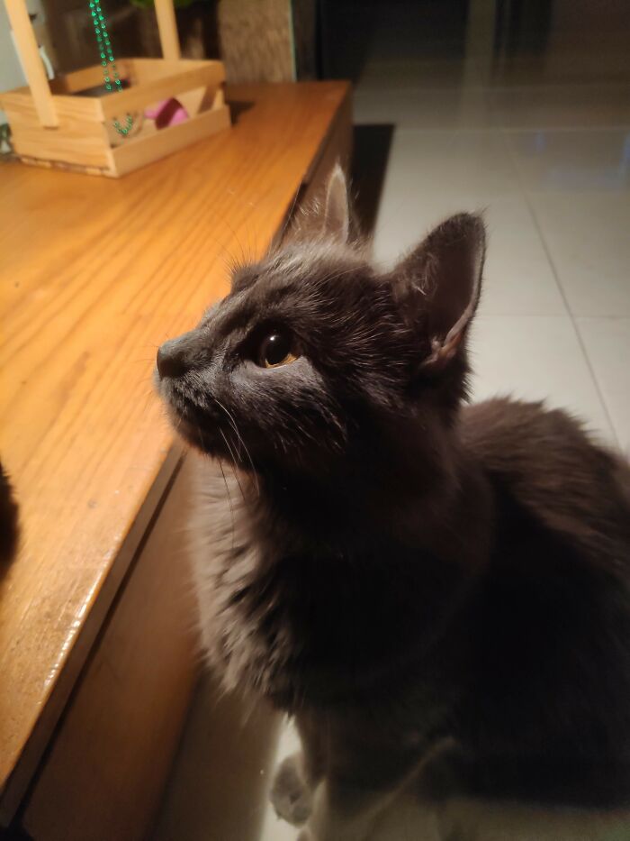 Hey Pandas, What Would Your Pet’s Profile Picture Be If They Could Have One? (Closed) Hey Pandas, What Would Your Pet’s Profile Picture Be If They Could Have One? (Closed)