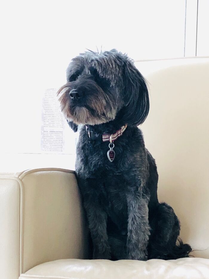 Hey Pandas, What Would Your Pet’s Profile Picture Be If They Could Have One? (Closed) Hey Pandas, What Would Your Pet’s Profile Picture Be If They Could Have One? (Closed)