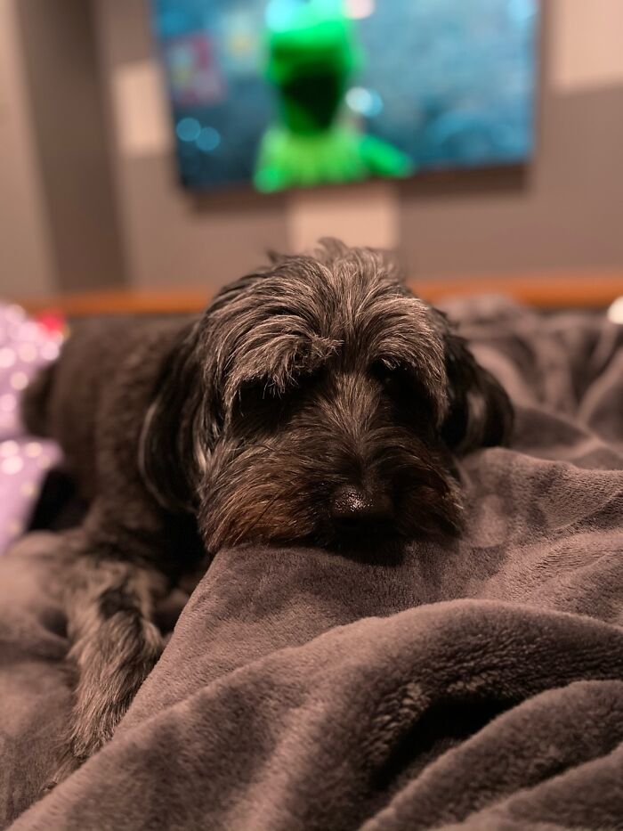 Hey Pandas, What Would Your Pet’s Profile Picture Be If They Could Have One? (Closed) Hey Pandas, What Would Your Pet’s Profile Picture Be If They Could Have One? (Closed)