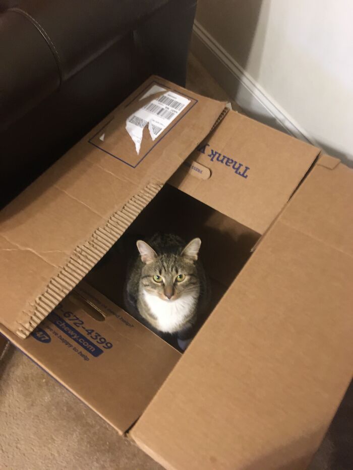 Hey Pandas, What Would Your Pet’s Profile Picture Be If They Could Have One? (Closed) Hey Pandas, What Would Your Pet’s Profile Picture Be If They Could Have One? (Closed)