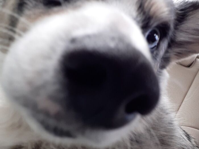 Hey Pandas, What Would Your Pet’s Profile Picture Be If They Could Have One? (Closed) Hey Pandas, What Would Your Pet’s Profile Picture Be If They Could Have One? (Closed)