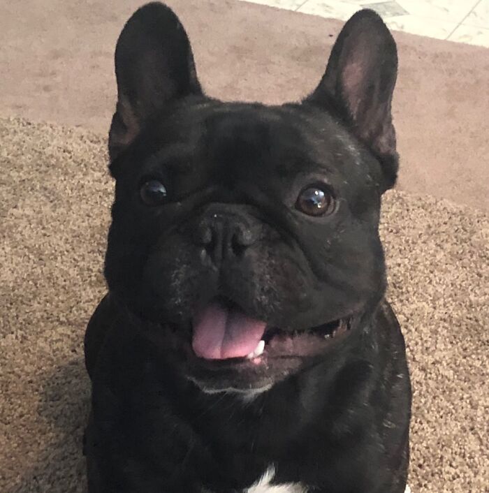 Hey Pandas, What Would Your Pet’s Profile Picture Be If They Could Have One? (Closed) Hey Pandas, What Would Your Pet’s Profile Picture Be If They Could Have One? (Closed)