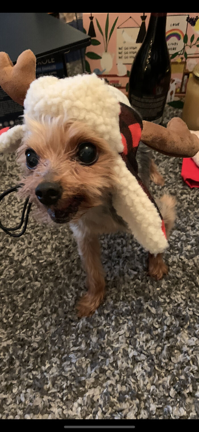 Hey Pandas, What Would Your Pet’s Profile Picture Be If They Could Have One? (Closed) Hey Pandas, What Would Your Pet’s Profile Picture Be If They Could Have One? (Closed)