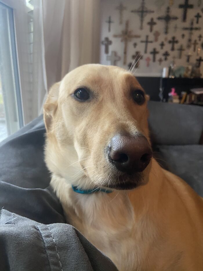 Hey Pandas, What Would Your Pet’s Profile Picture Be If They Could Have One? (Closed) Hey Pandas, What Would Your Pet’s Profile Picture Be If They Could Have One? (Closed)