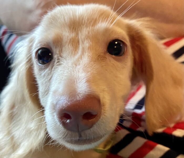 Hey Pandas, What Would Your Pet’s Profile Picture Be If They Could Have One? (Closed) Hey Pandas, What Would Your Pet’s Profile Picture Be If They Could Have One? (Closed)