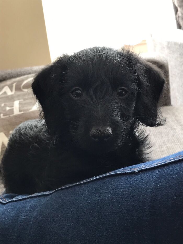 Hey Pandas, What Would Your Pet’s Profile Picture Be If They Could Have One? (Closed) Hey Pandas, What Would Your Pet’s Profile Picture Be If They Could Have One? (Closed)