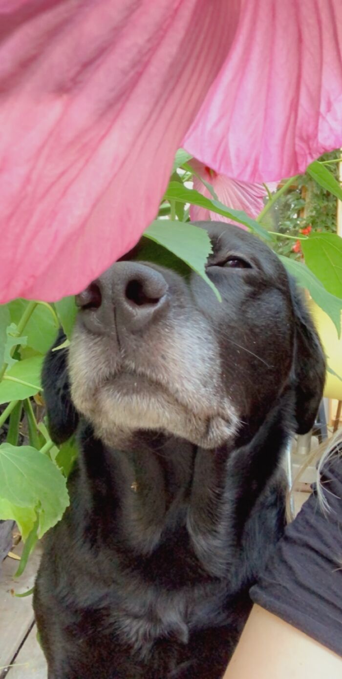 Hey Pandas, What Would Your Pet’s Profile Picture Be If They Could Have One? (Closed) Hey Pandas, What Would Your Pet’s Profile Picture Be If They Could Have One? (Closed)