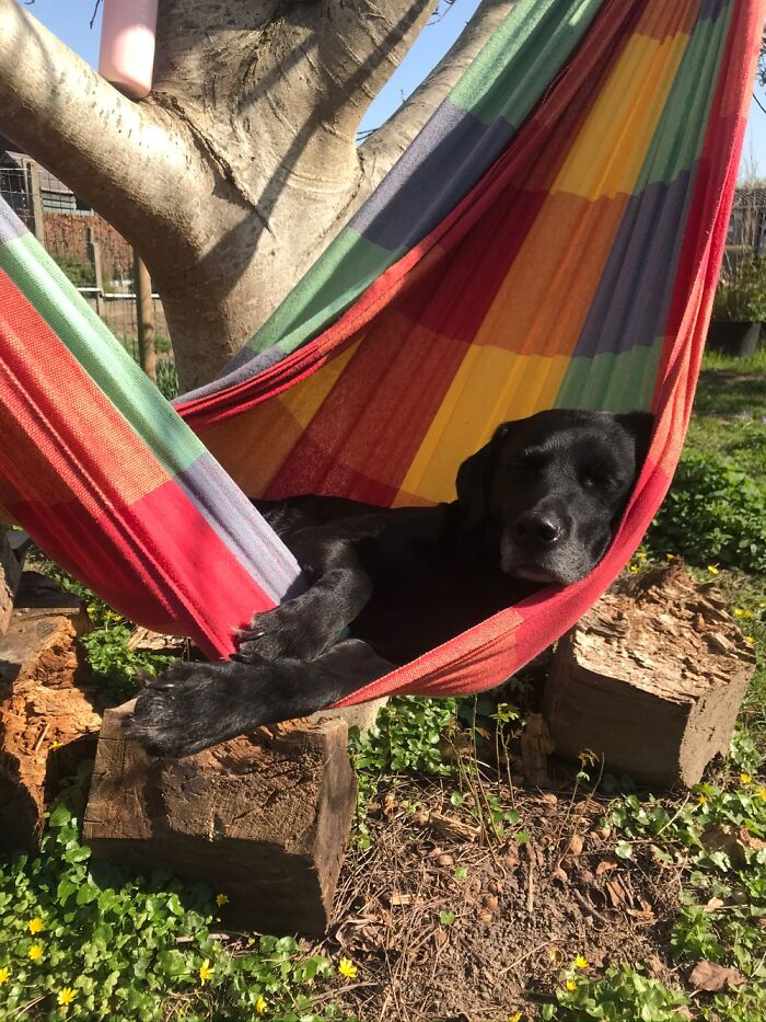 Hey Pandas, What Would Your Pet’s Profile Picture Be If They Could Have One? (Closed) Hey Pandas, What Would Your Pet’s Profile Picture Be If They Could Have One? (Closed)