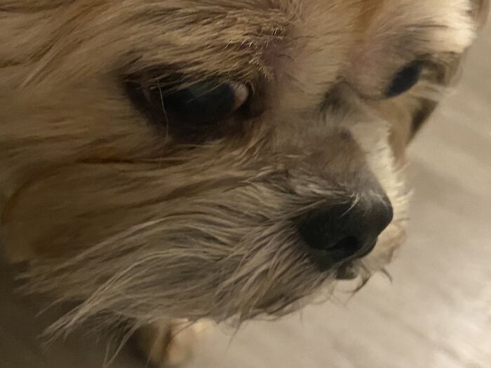 Hey Pandas, What Would Your Pet’s Profile Picture Be If They Could Have One? (Closed) Hey Pandas, What Would Your Pet’s Profile Picture Be If They Could Have One? (Closed)