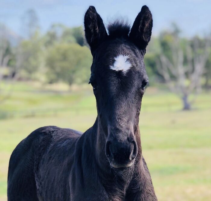 Hey Pandas, What Would Your Pet’s Profile Picture Be If They Could Have One? (Closed) Hey Pandas, What Would Your Pet’s Profile Picture Be If They Could Have One? (Closed)