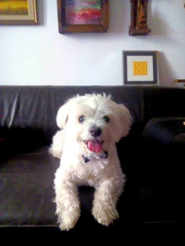 Hey Pandas, What Would Your Pet’s Profile Picture Be If They Could Have One? (Closed) Hey Pandas, What Would Your Pet’s Profile Picture Be If They Could Have One? (Closed)