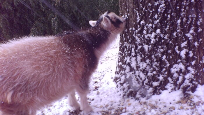 Hey Pandas, What Would Your Pet’s Profile Picture Be If They Could Have One? (Closed) Hey Pandas, What Would Your Pet’s Profile Picture Be If They Could Have One? (Closed)