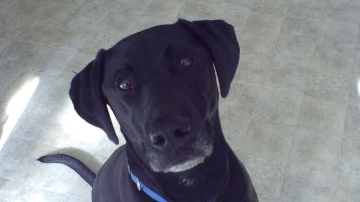 Hey Pandas, What Would Your Pet’s Profile Picture Be If They Could Have One? (Closed) Hey Pandas, What Would Your Pet’s Profile Picture Be If They Could Have One? (Closed)