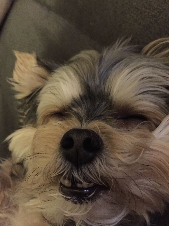 Hey Pandas, What Would Your Pet’s Profile Picture Be If They Could Have One? (Closed) Hey Pandas, What Would Your Pet’s Profile Picture Be If They Could Have One? (Closed)