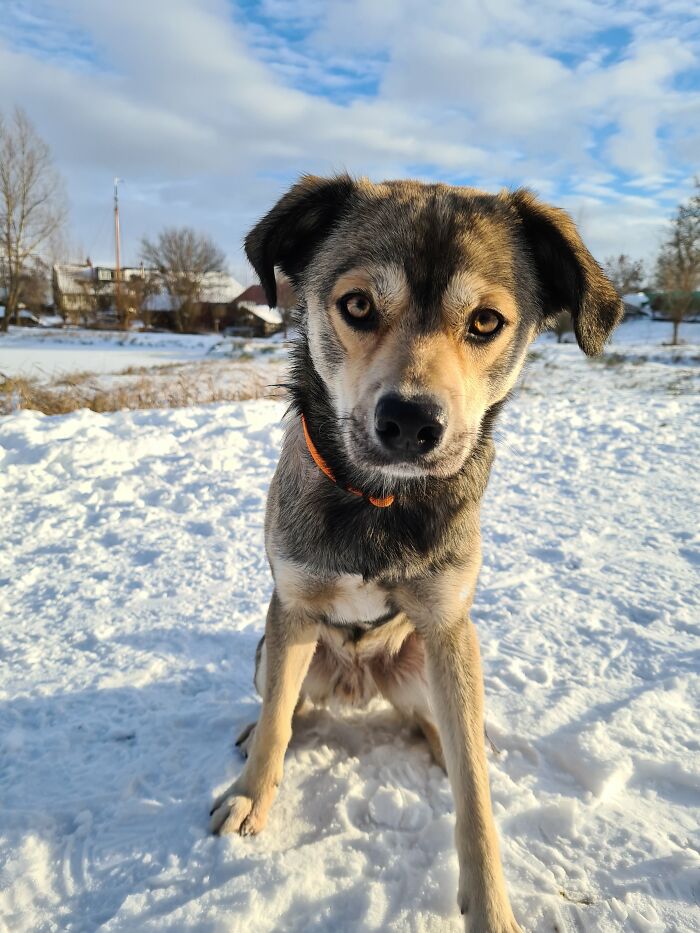 Hey Pandas, What Would Your Pet’s Profile Picture Be If They Could Have One? (Closed) Hey Pandas, What Would Your Pet’s Profile Picture Be If They Could Have One? (Closed)