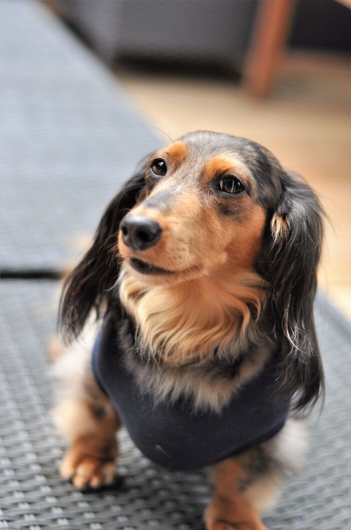 Hey Pandas, What Would Your Pet’s Profile Picture Be If They Could Have One? (Closed) Hey Pandas, What Would Your Pet’s Profile Picture Be If They Could Have One? (Closed)